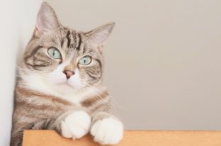 猫と暮らす時の悩みとその解決策とは！？